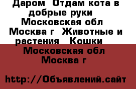 Даром. Отдам кота в добрые руки. - Московская обл., Москва г. Животные и растения » Кошки   . Московская обл.,Москва г.